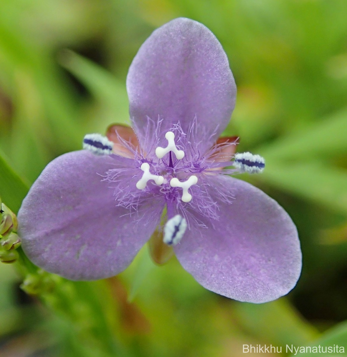 Murdannia spirata var. spirata (L.) G.Brückn.